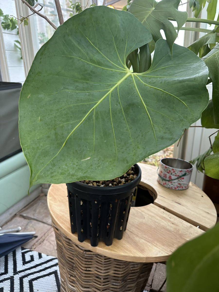 UJ アンスリューム　ファウストミランダエ　Anthurium faustomirandae