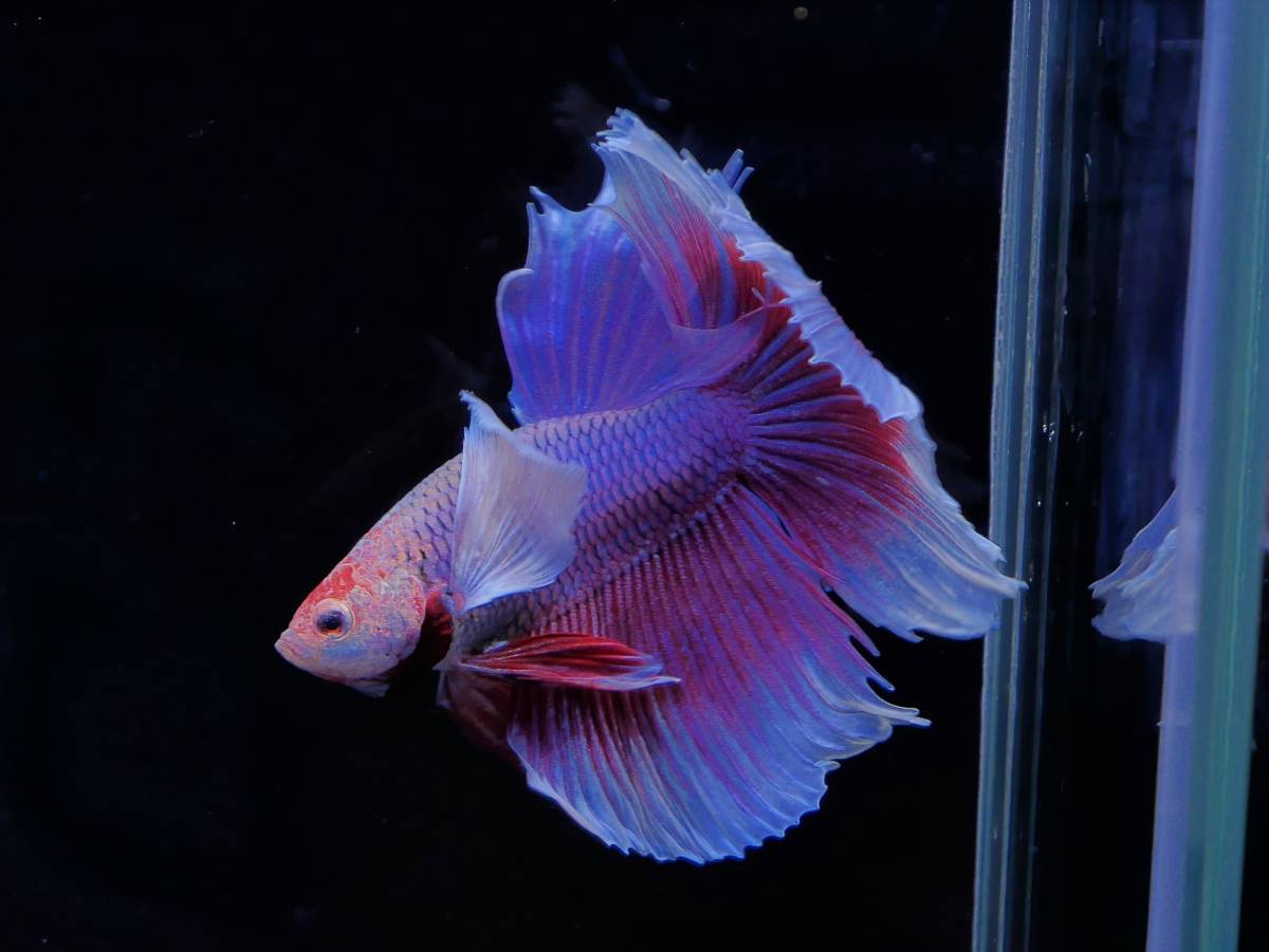PoPo Betta】 ベタ B6 HMダンボ ラベンダーバタフライ ♂ タイ直輸入 