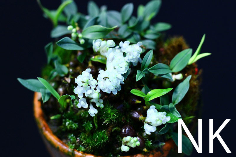 NK 蒼い花の極小型種 Den.leucocyanum 洋蘭 原種 デンドロビューム の