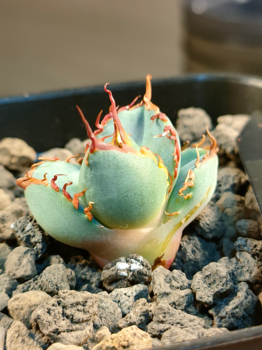 hiiro】天芽 アガベ 黒鯨 子株 agave titanota black whale（検