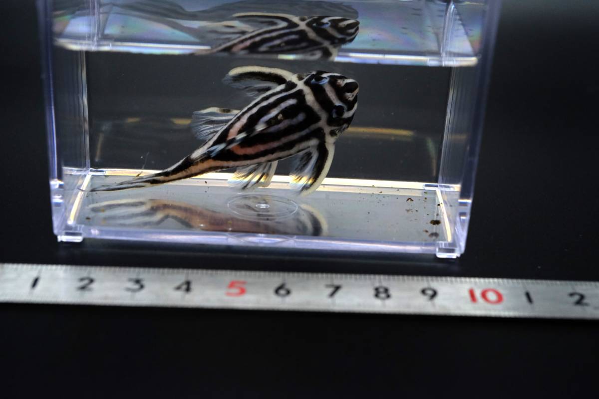 インペリアルゼブラプレコ F1ブリード 5匹 訳あり