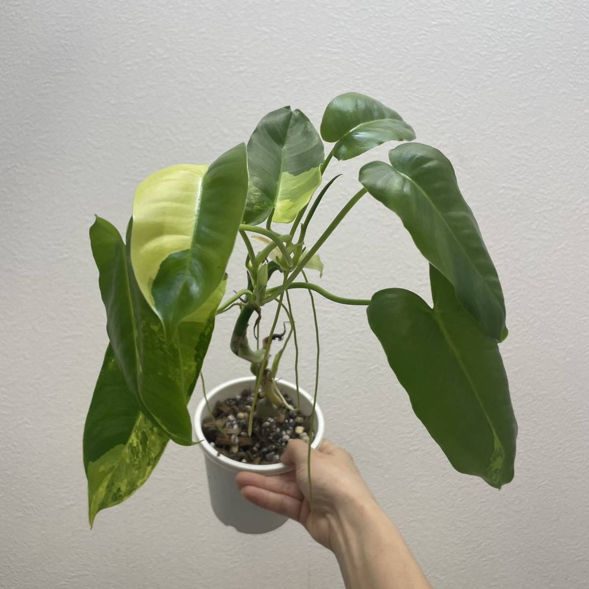 No.020/-TGK-/フィロデンドロン ビレッティア 斑入り Philodendron