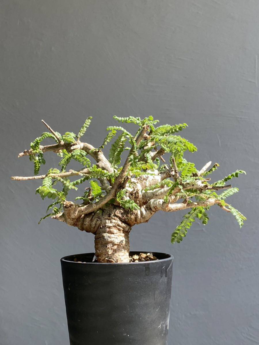 美株発根3年目】ボスウェリア ネグレクタ Boswellia neglecta検 パキポ