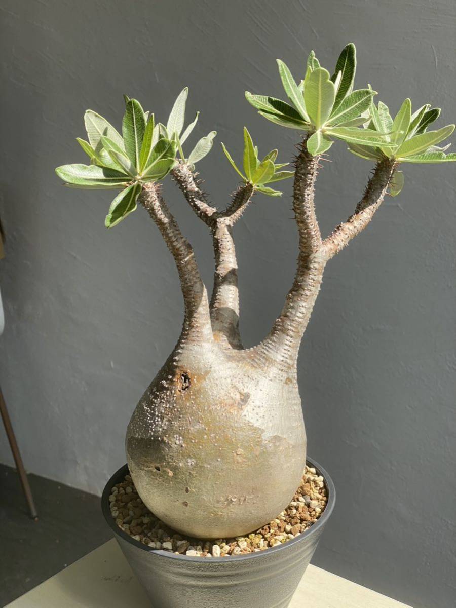 標本級美株】パキポディウム グラキリス Pachypodium Gracilius 検
