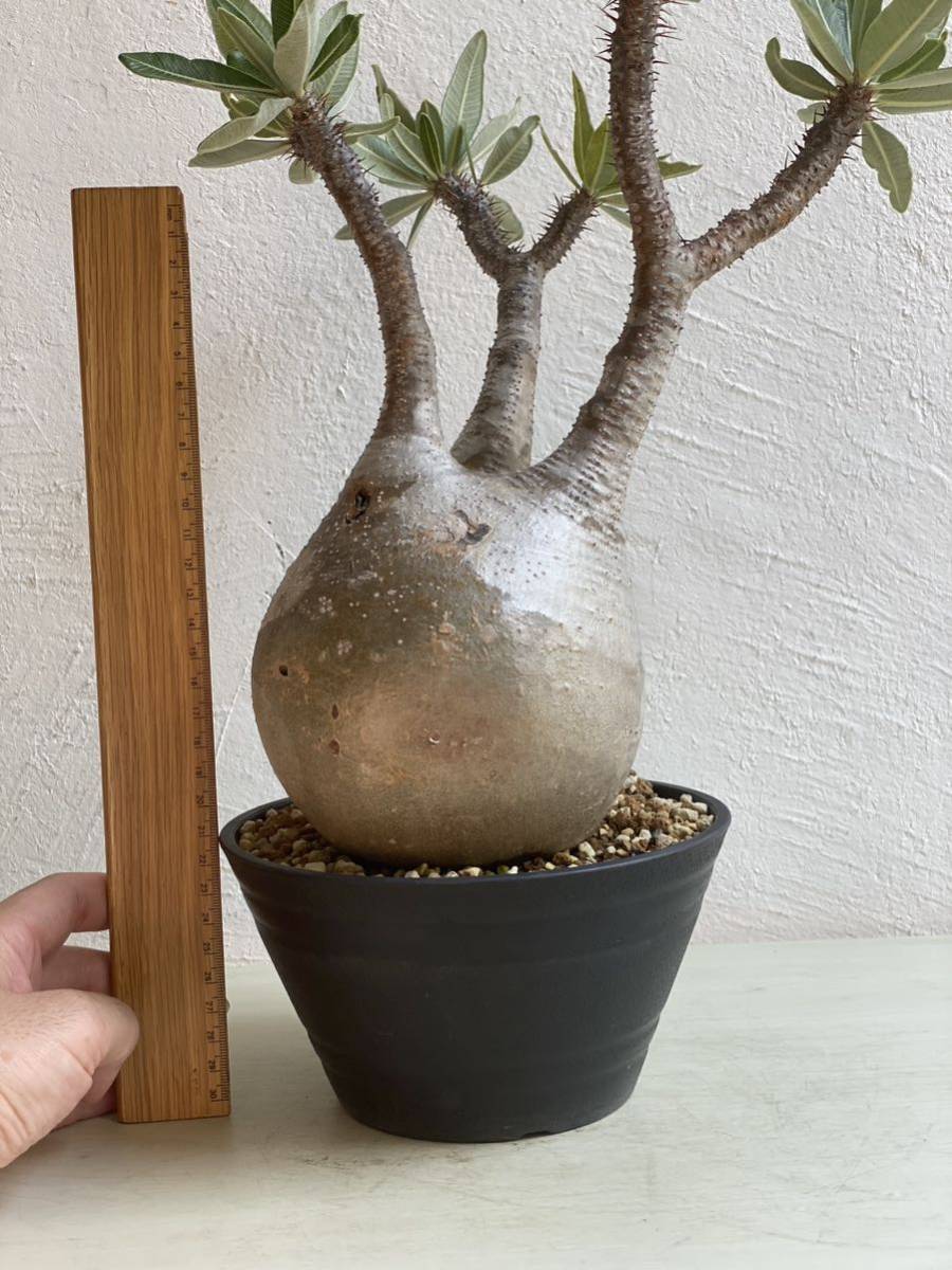 標本級美株】パキポディウム グラキリス Pachypodium Gracilius 検