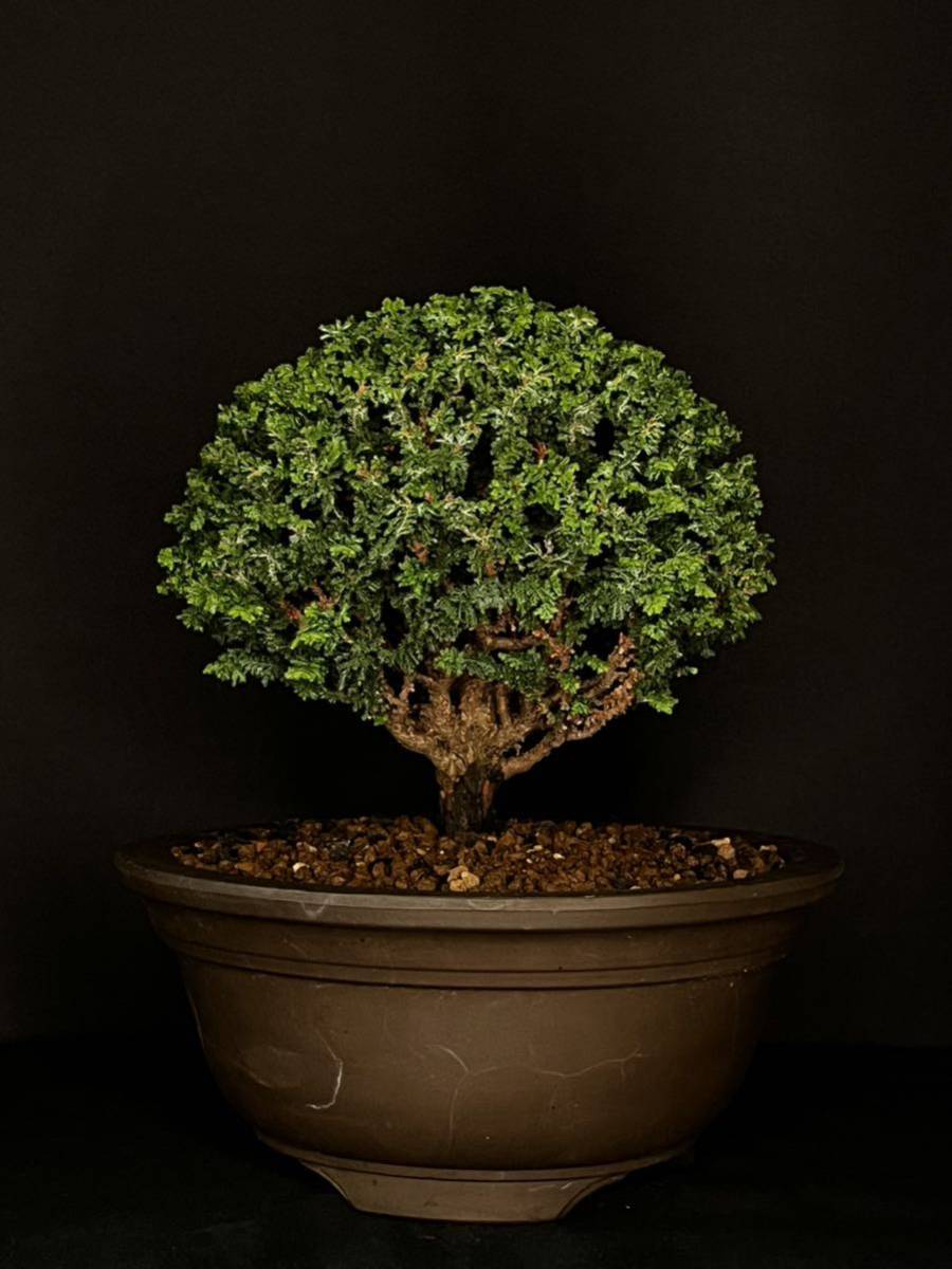 石化ヒノキ - 石化檜 盆栽 | – 公式通販 寄せ植え 石化桧 