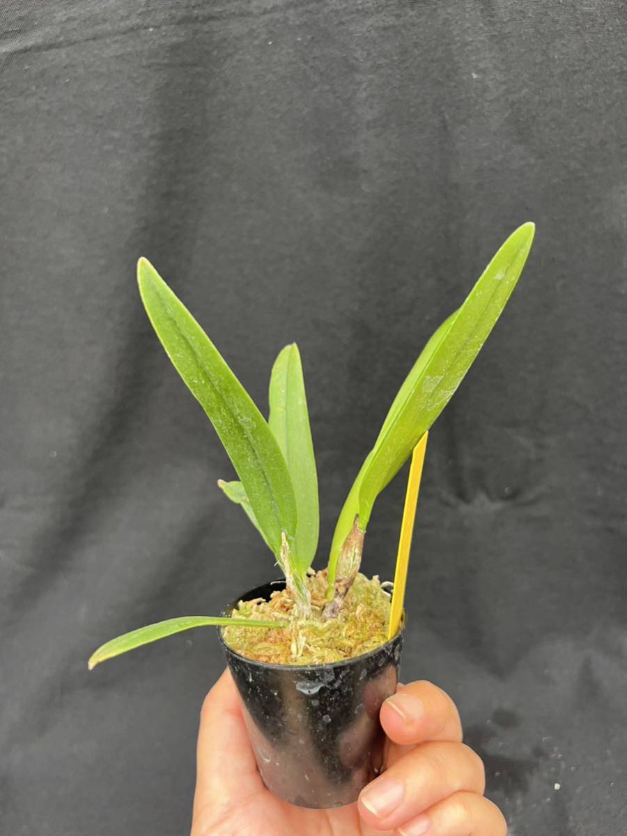 Cattleya luteola - 洋蘭原種 | luteora 実生 – Orchid 洋ラン学園