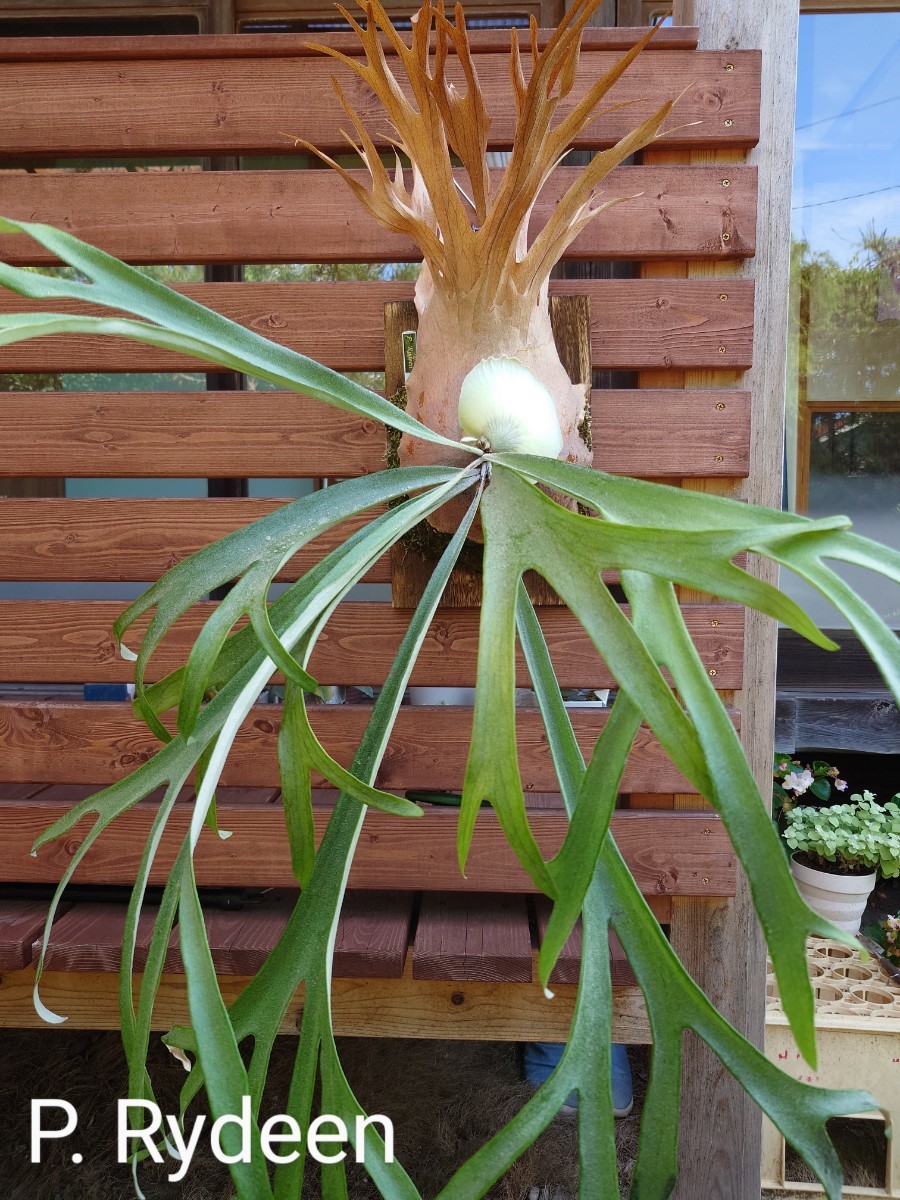 P.Vadee OC【ビカクシダ　バディー　OC株】 ビカクシダ】P. Saikaew OC サイケオ子株付きコモレビ由来