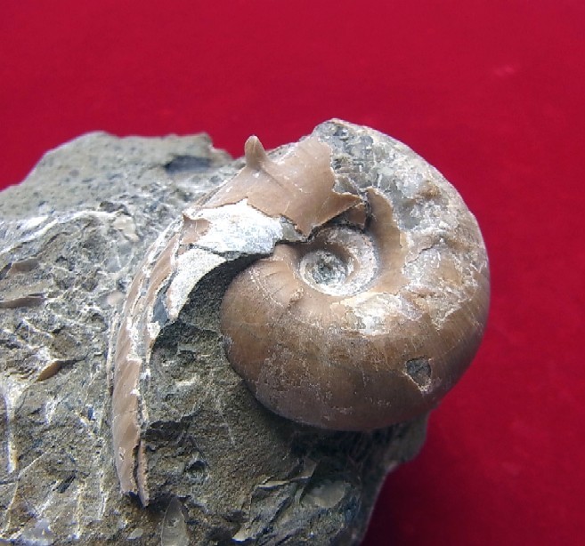 ●e-489 日本の化石 上羽幌の Menuites