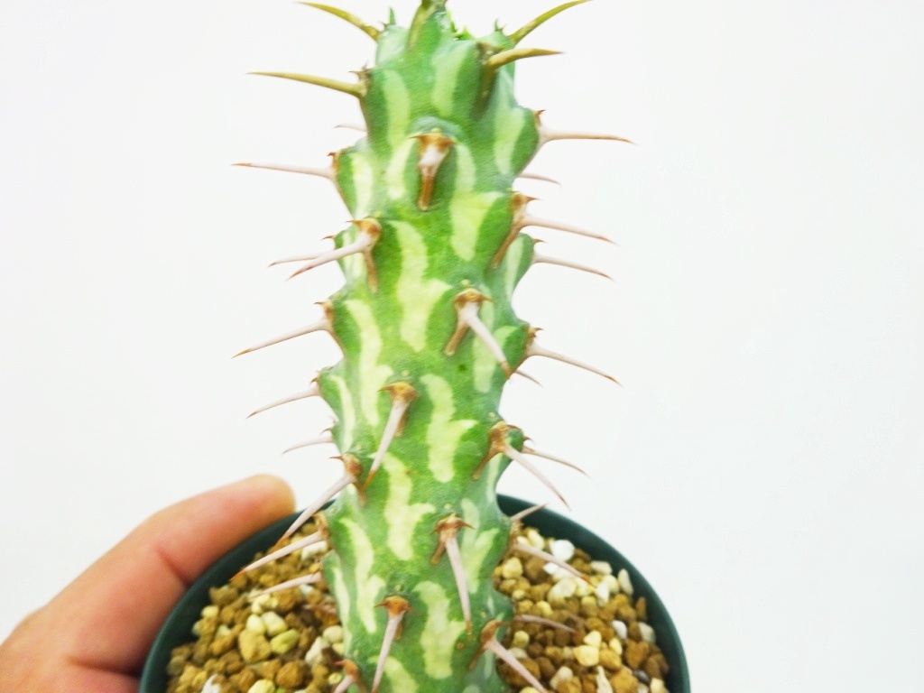 TGH670ユーフォルビア　エリガベンシス　充実株