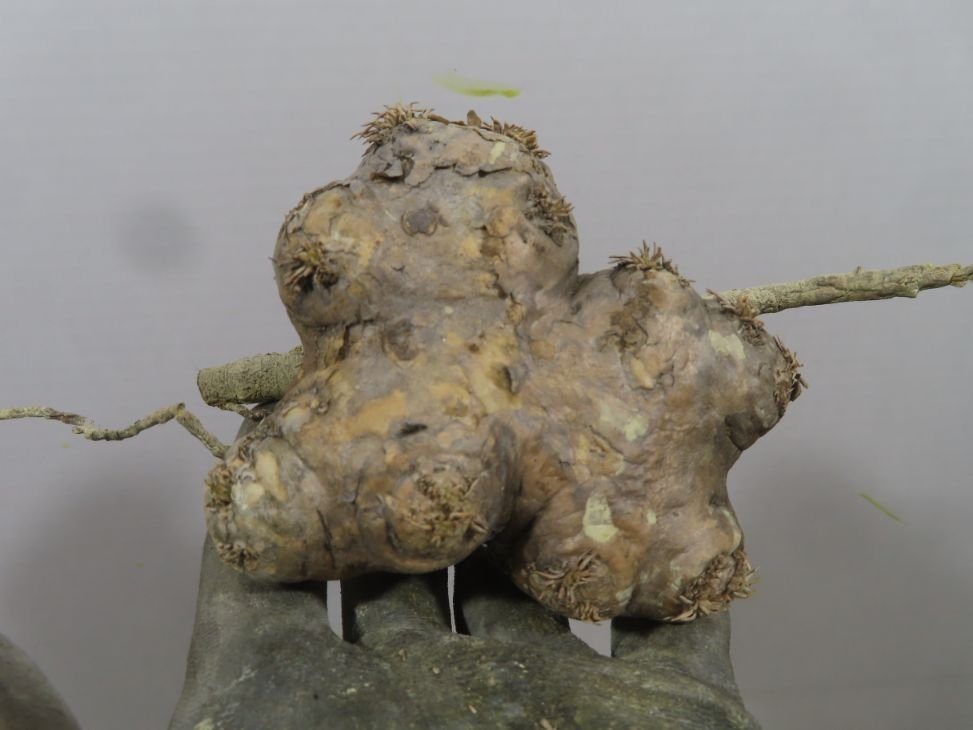 シ0485 「塊根植物」パキポディウム 恵比寿笑い M 抜き苗【7/14最新到着・マダガスカル・Pachypodium brevicaule・根切画像要確認】