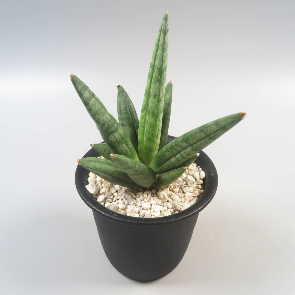 サンスベリア ヘッジホッグ 2 延びれ Sansevieria Hedgehog