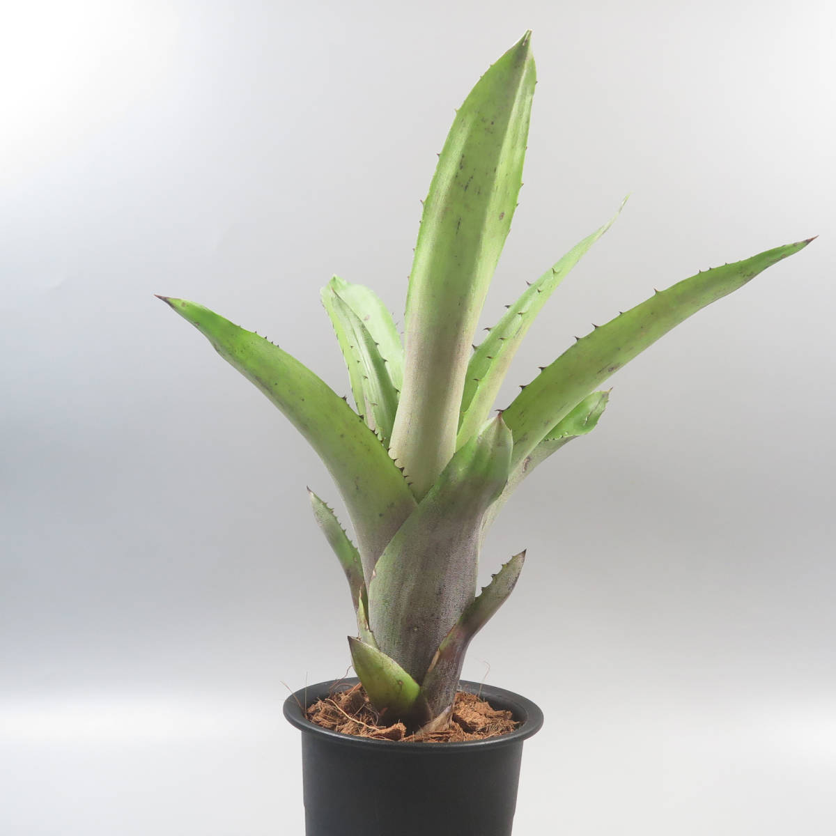 Summer Sale !!! ホヘンベルギア ☆ Hohenbergia Golden Olive 