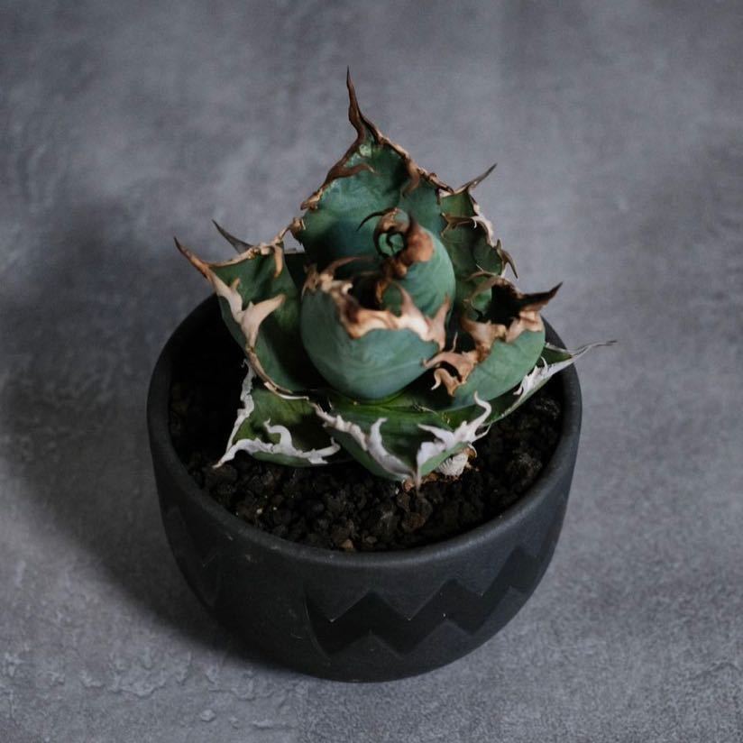 Lize 産 Agave Titanota シーザー Caesar アガベ チタノタ 