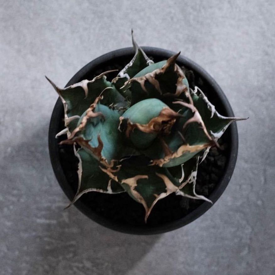 AGAVE TITANOTA CAESAR アガベ チタノタ シーザー 凱撒 台湾 LIZE産 強