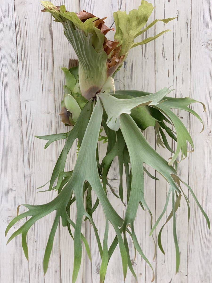 P. willinckii Bogor ILF Sporerings