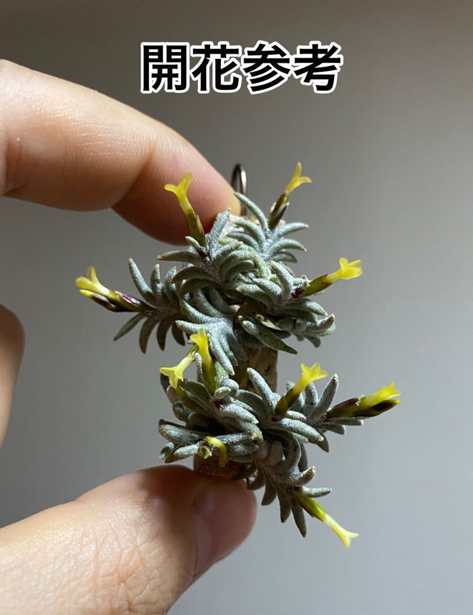 □ティランジア・ハンドブック 改訂版 New Tillandsia Handbook 検