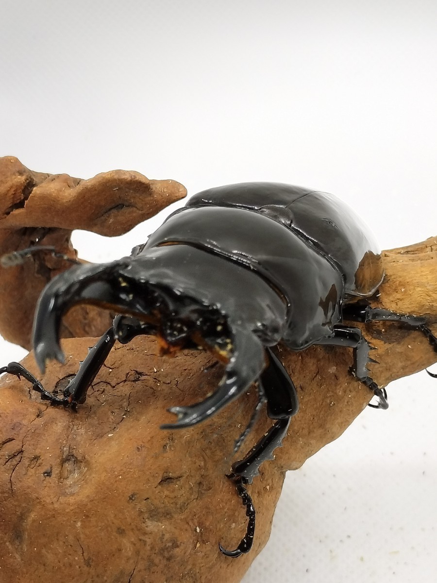 タランドゥス コンゴ　♂84 ♀48 幼虫6匹