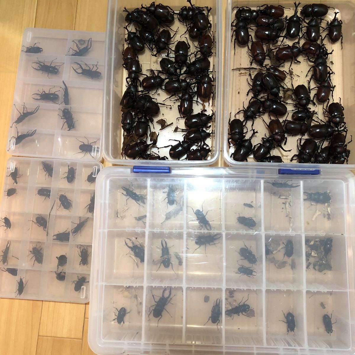 大量!100頭!天然カブトムシ ノコギリクワガタ コクワガタ ヒラタクワガタ No.A