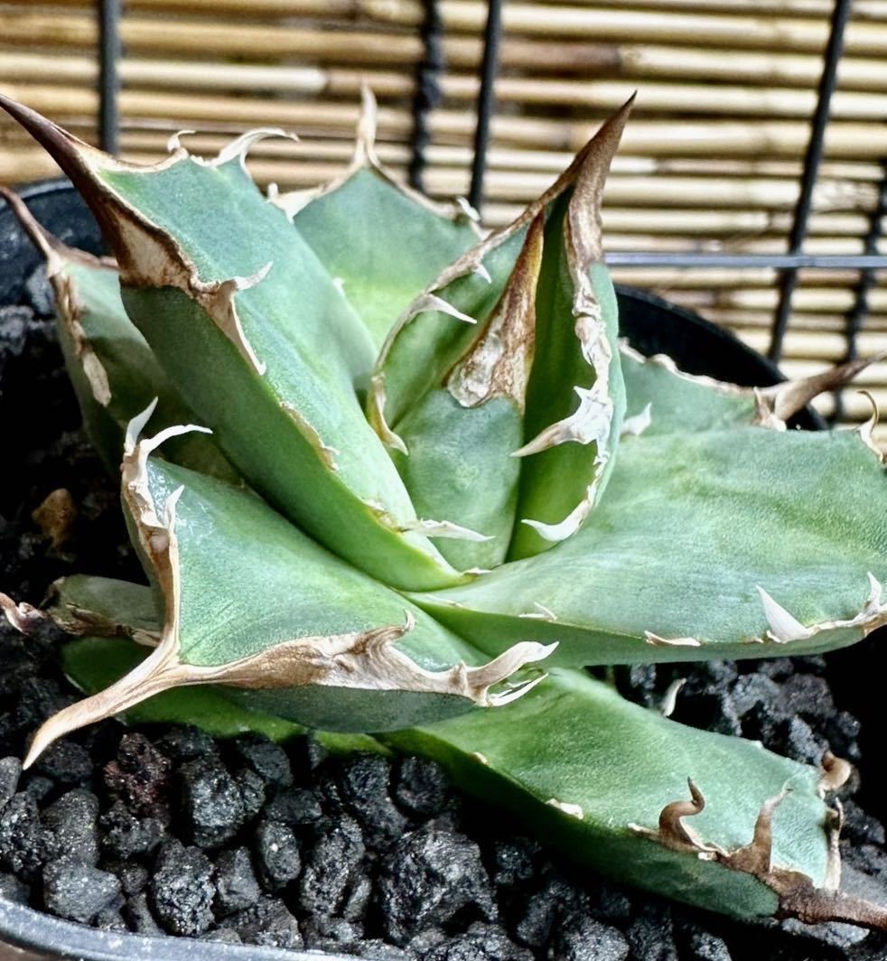 アガベ チタノタ トリケラトプス triceratops 白犀牛 シロサイ