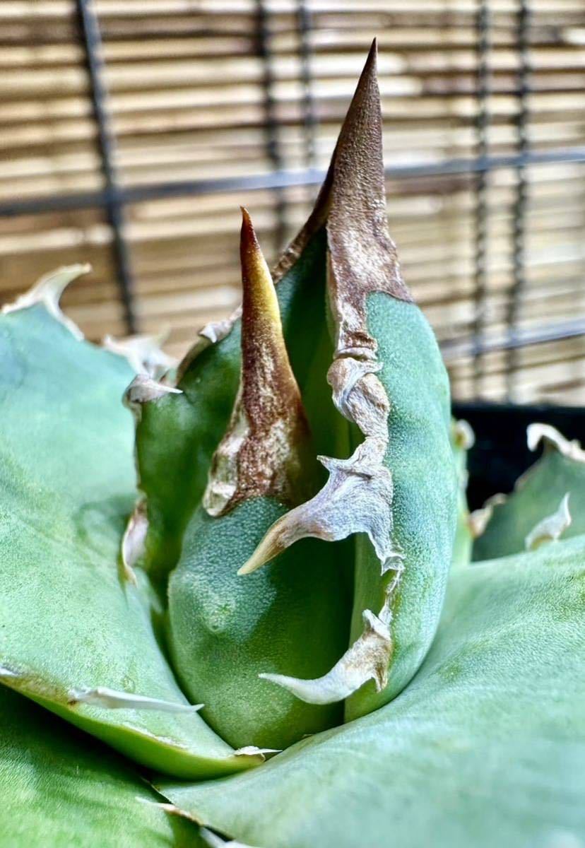 レア株 Royal産 Triceratops トリケラトプス 小株 白犀牛 シロサイ 