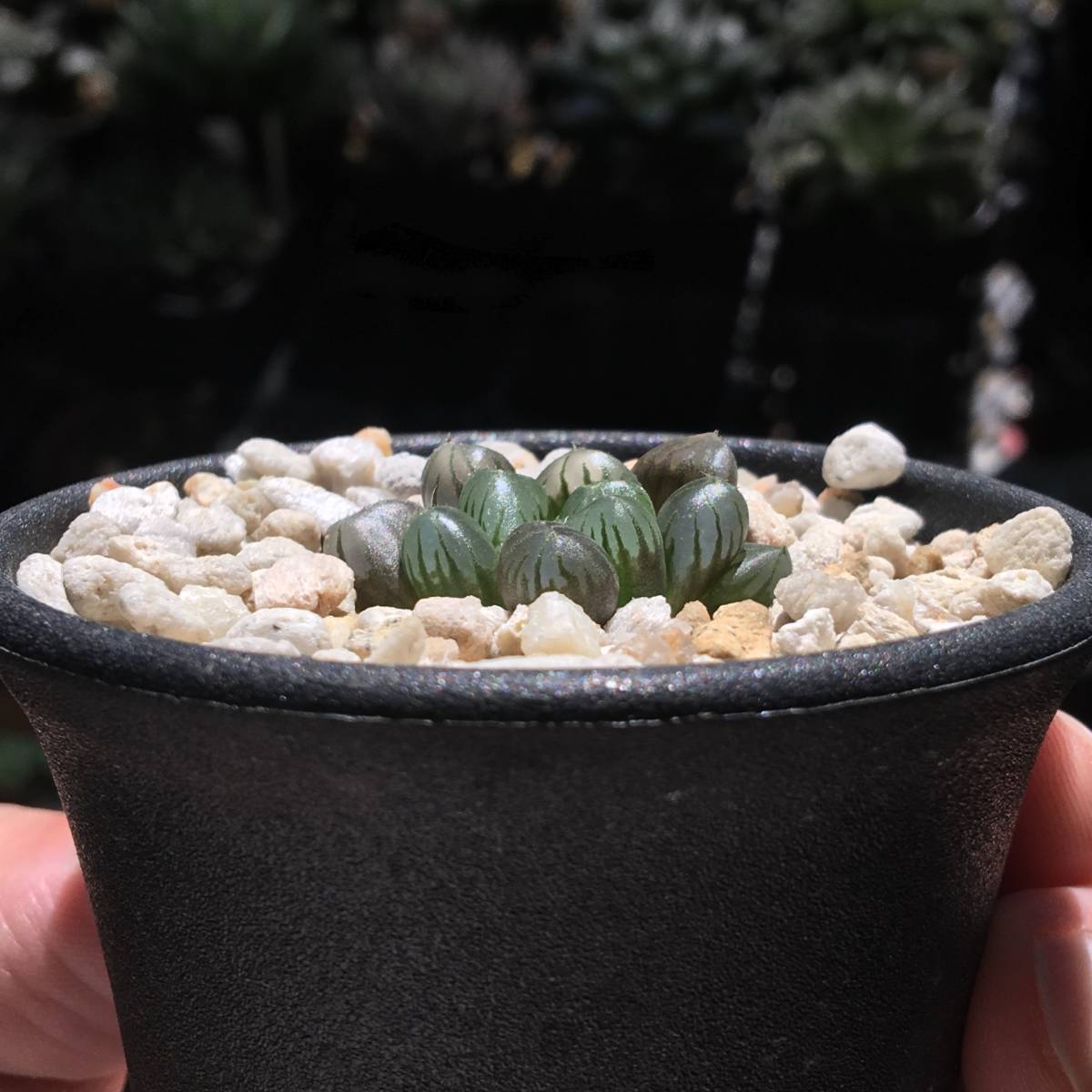 【原種】 ハオルチア イクラ　H. ikra， MBB0386， Mgwali Dam　多肉植物