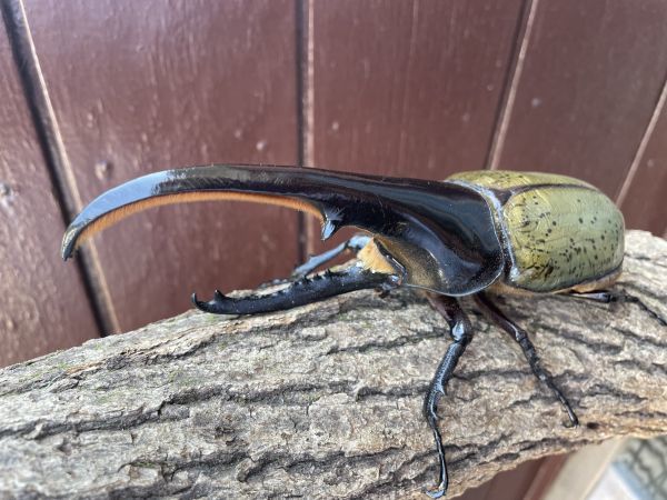 DHヘラクレス 148mm 無血統×GTRイン