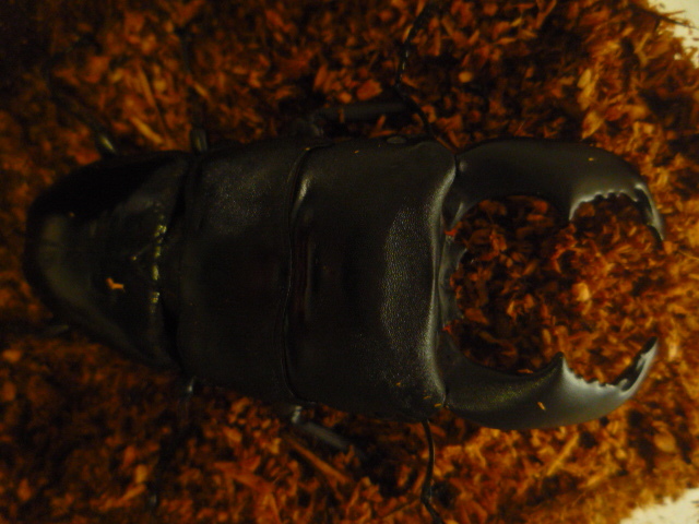 ◆大型血統◆ベンクール産スマトラヒラタ◆♂９０ｍｍ♀５０ｍｍペア◆_1