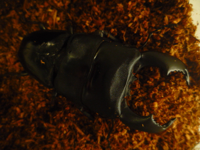 ◆大型血統◆ベンクール産スマトラヒラタ◆♂９０ｍｍ♀５０ｍｍペア◆_2