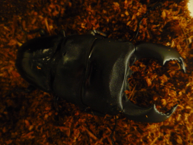 ◆大型血統◆ベンクール産スマトラヒラタ◆♂９０ｍｍ♀５０ｍｍペア◆_4