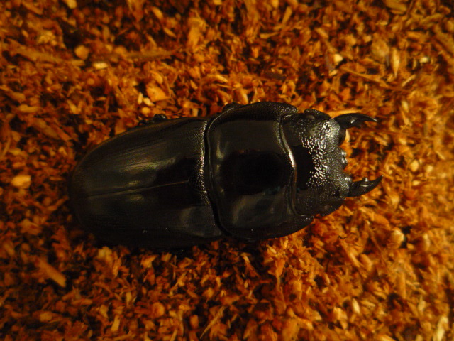 ◆大型血統◆ベンクール産スマトラヒラタ◆♂９０ｍｍ♀５０ｍｍペア◆_5