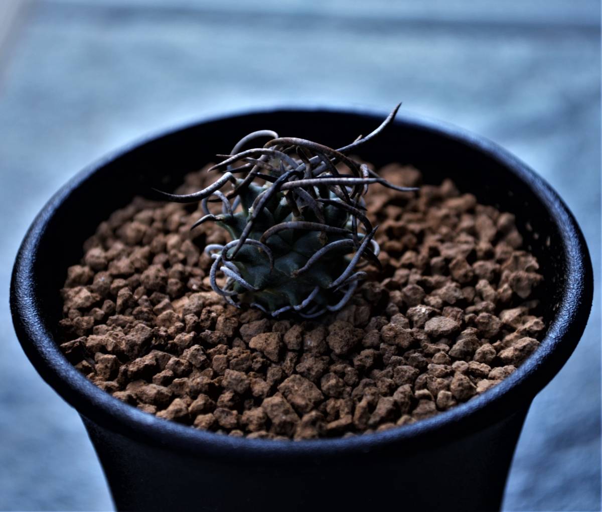 ツルビニ 昇竜丸 実生 サボテン 多肉植物