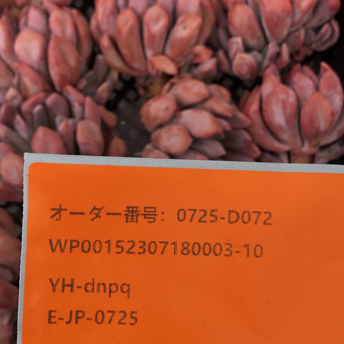 多肉植物24個 0725-D072 キューピッド エケベリア カット苗 【公式通販】