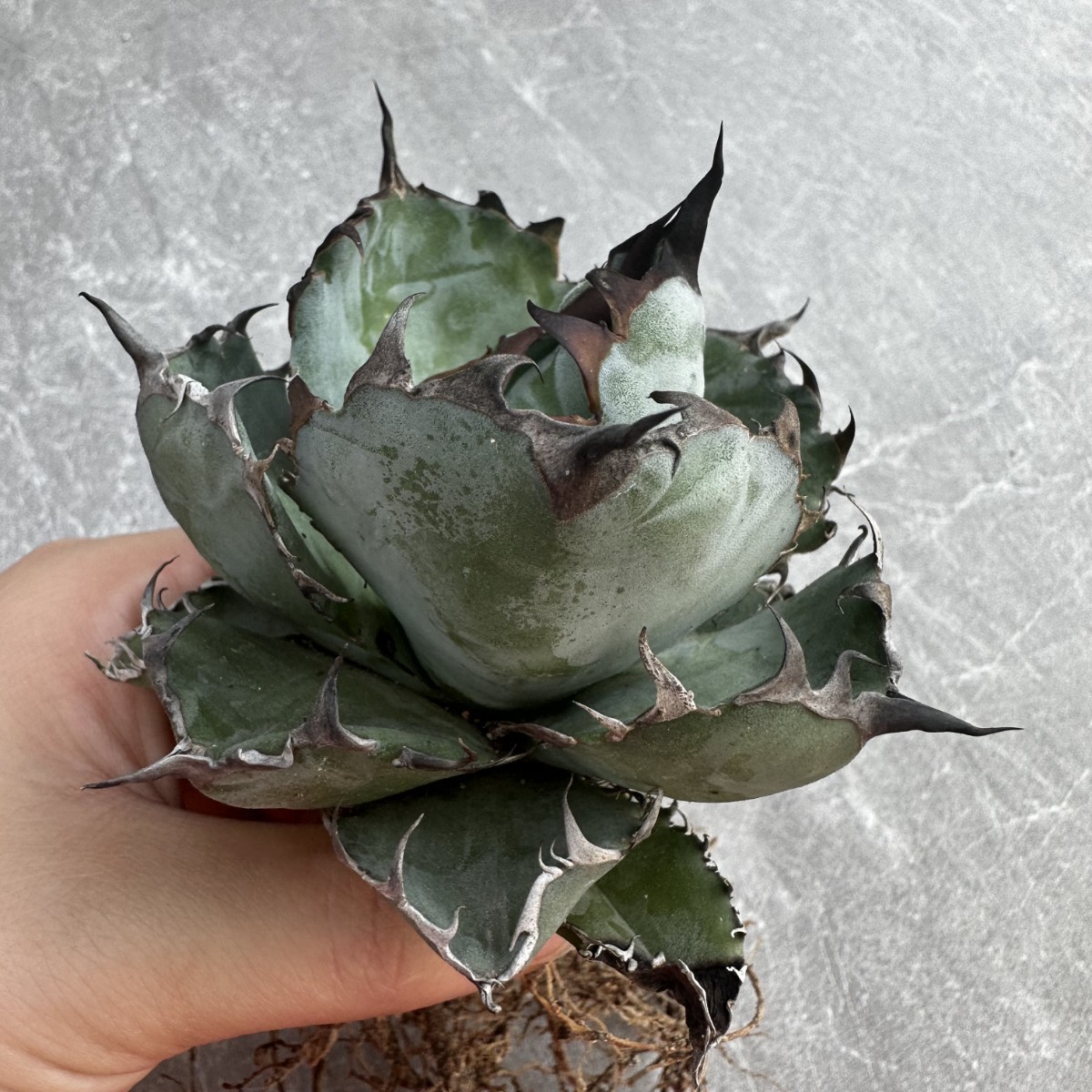直営店で購入 アガベ 紫星塵 瀧雷×紫之君 ハイブリッドhybridagave