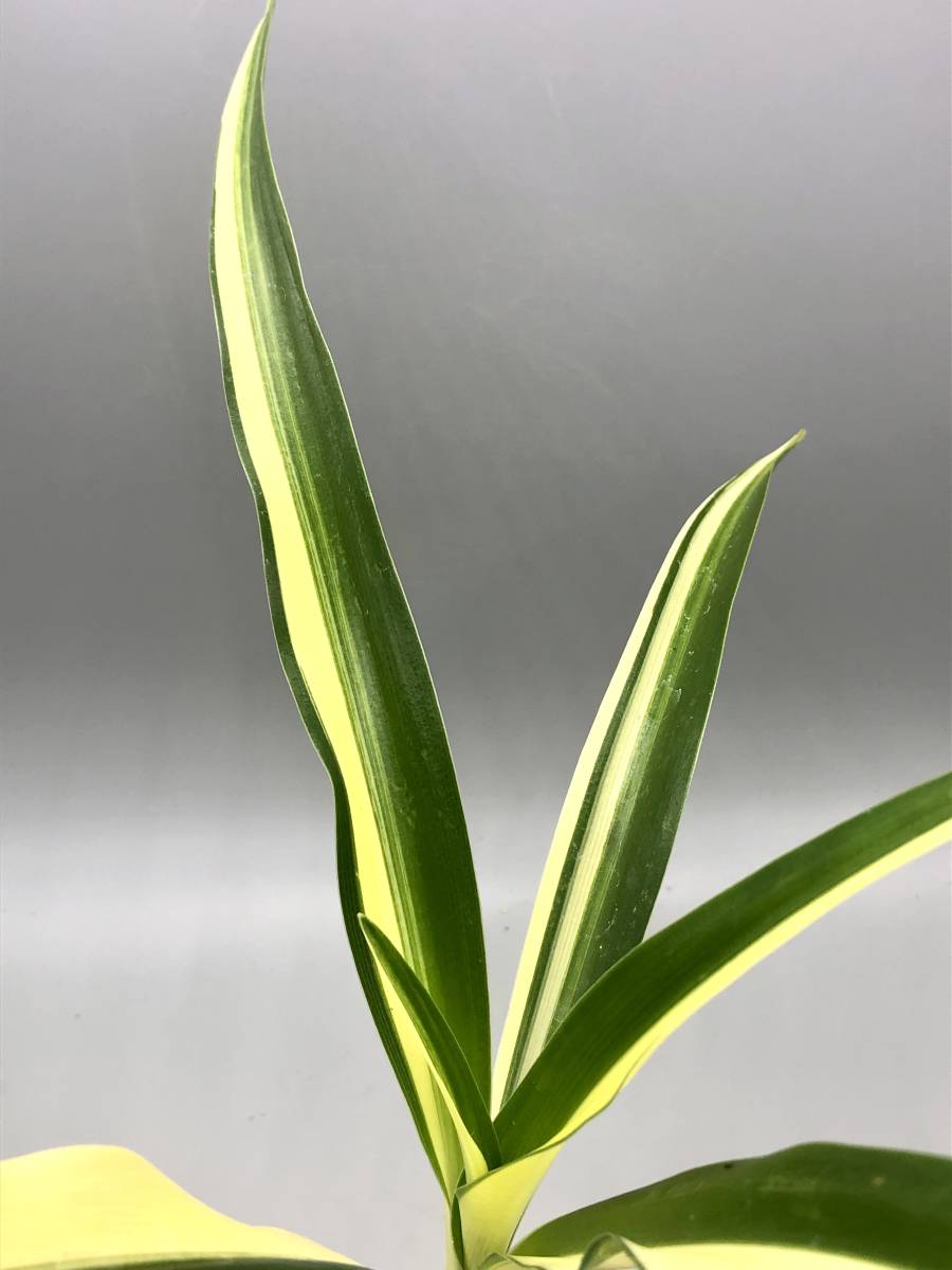⁄ 山野草の石田精華園 園芸ネット本店｜ハマユウ：斑入り の通販公式 7