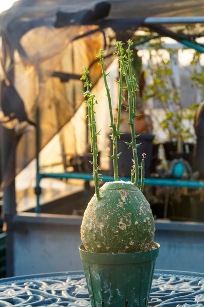 アデニア グロボーサ 大株 美株 ムチムチ 塊根植物 コーデックス