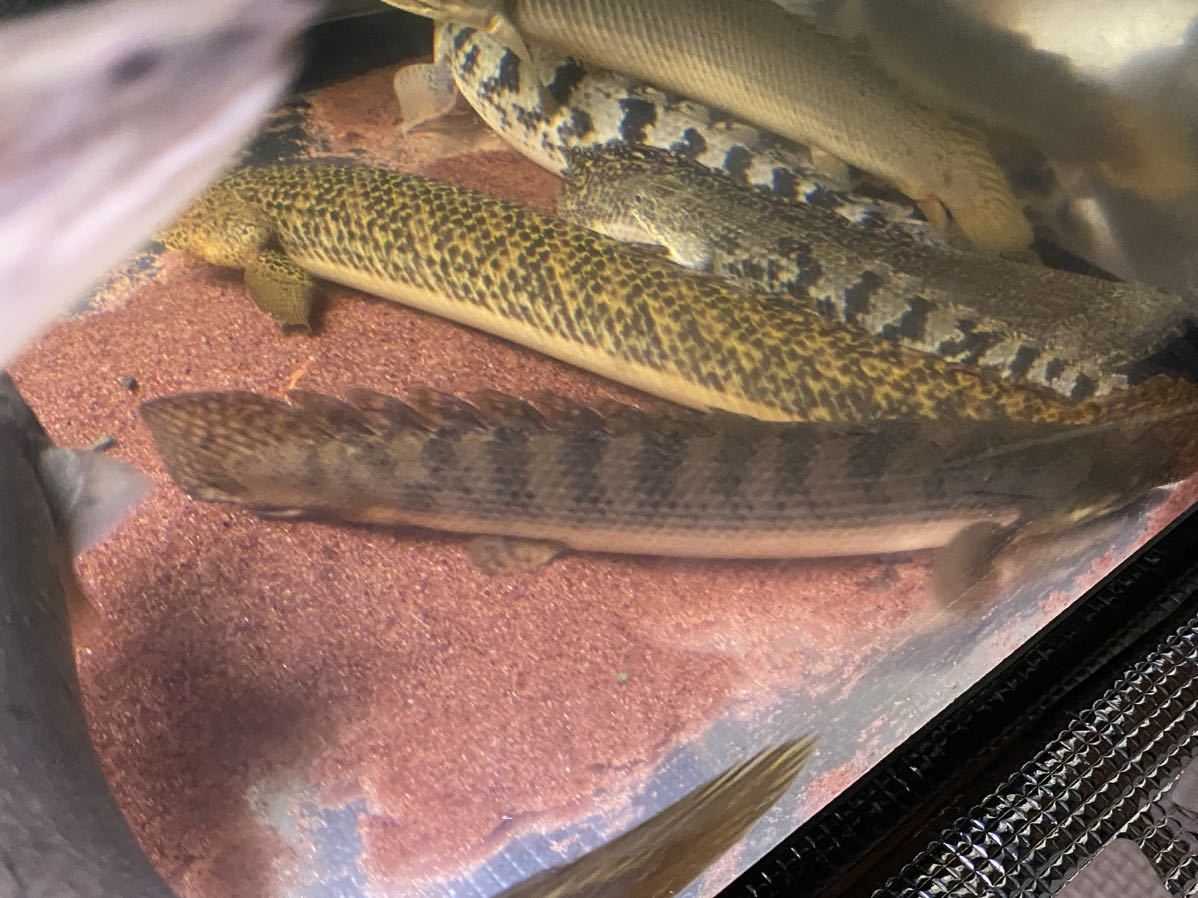 ポリプテルス ウイークシー オルナティピンニス2匹セット 日曜発送限定！