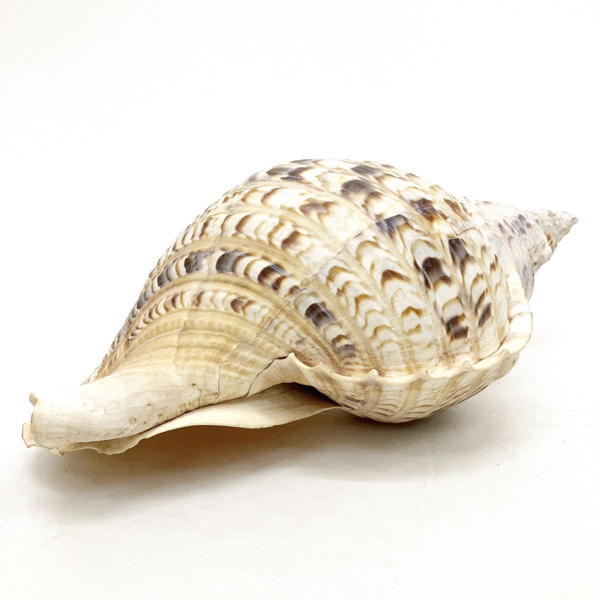 アルマジロ剥製 置物 インテリア 置き物 哺乳類 被甲目 標本 オブジェ