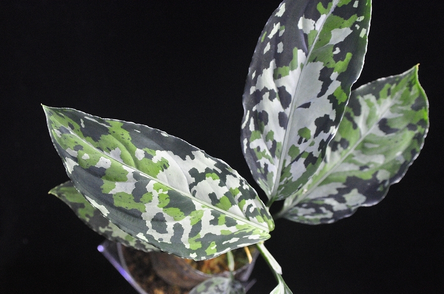 アグラオネマ ピクタム ディアボロ【HW0915-5a】 Aglaonema pictum HW