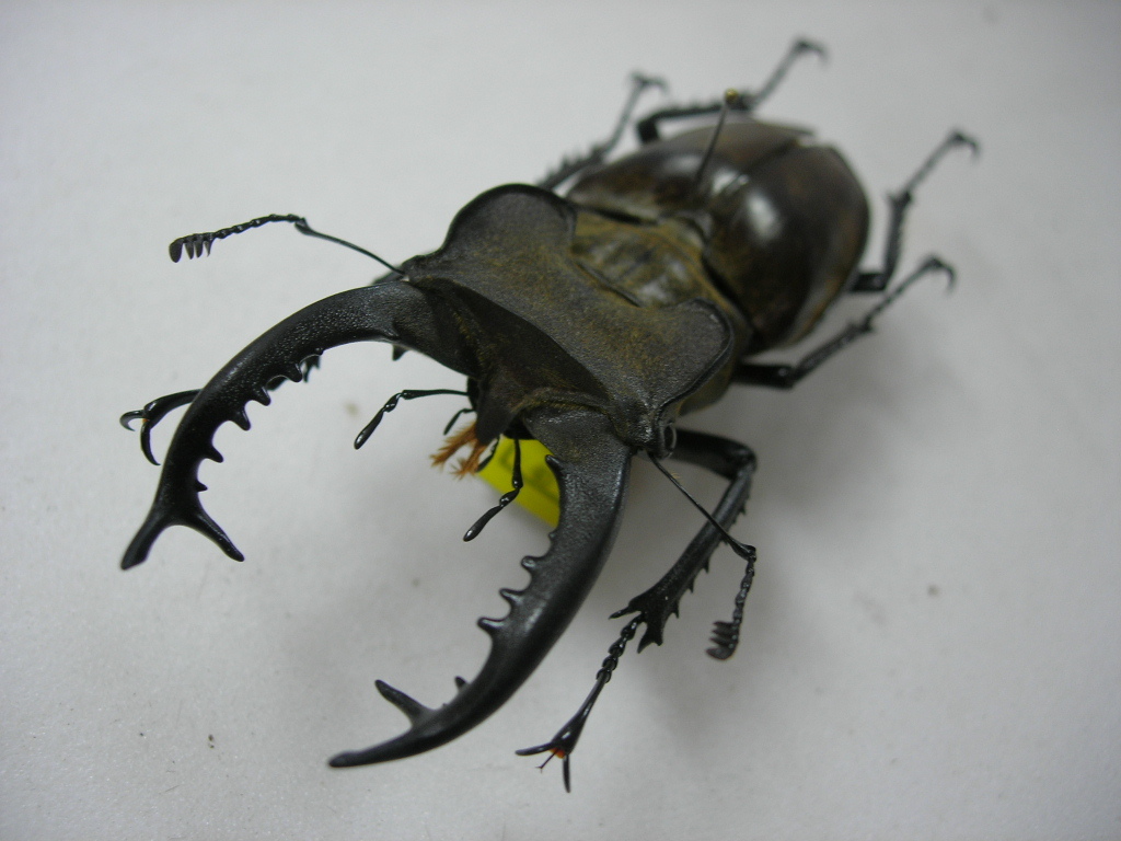 タカサゴミヤマクワガタ ♂ 標本 昆虫標本☆近年少ない大型個体☆タカサゴミヤマ♂80.5ミリ ペット くわ