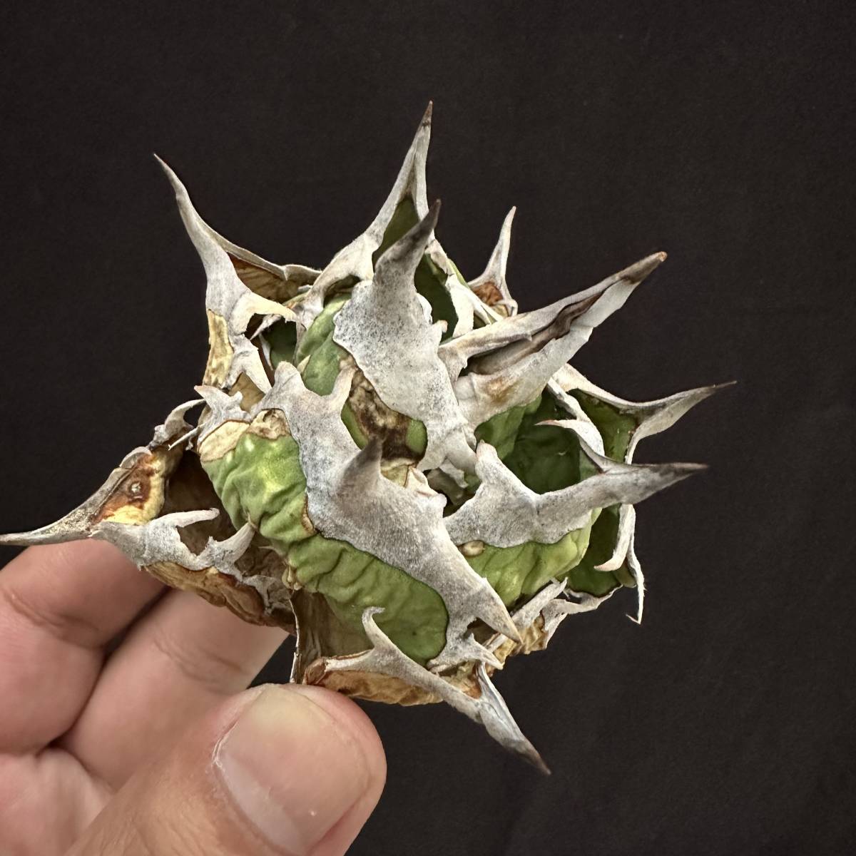 PTL049 Agave oteroi Oaxaca special株 アガベ オテロイ 強棘 スペシャル