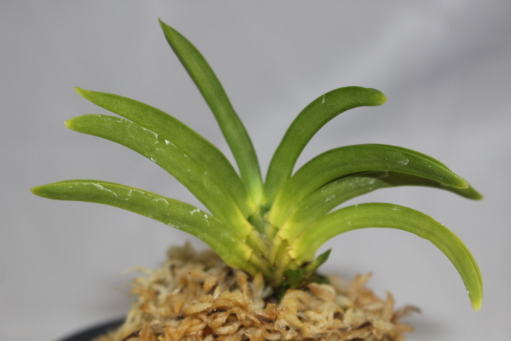 卑弥呼（本性品）　２　　宅急便コンパクト　　匿名発送　　フウラン　山野草　長生蘭 