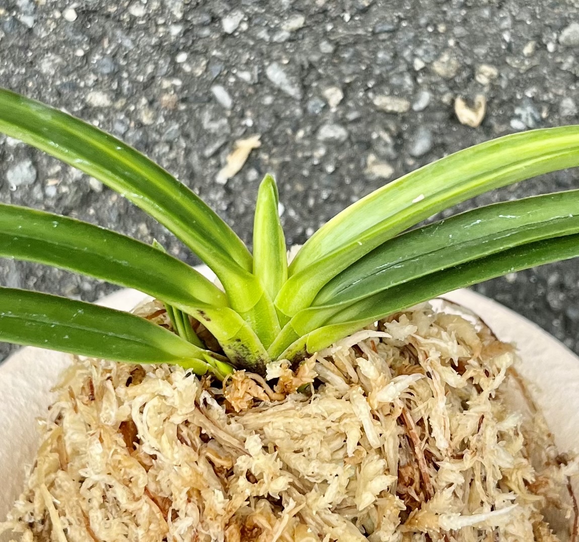 富貴蘭 宮崎県産山採り品種【南都牡丹】伝統園芸 東洋蘭 斑入り山野草