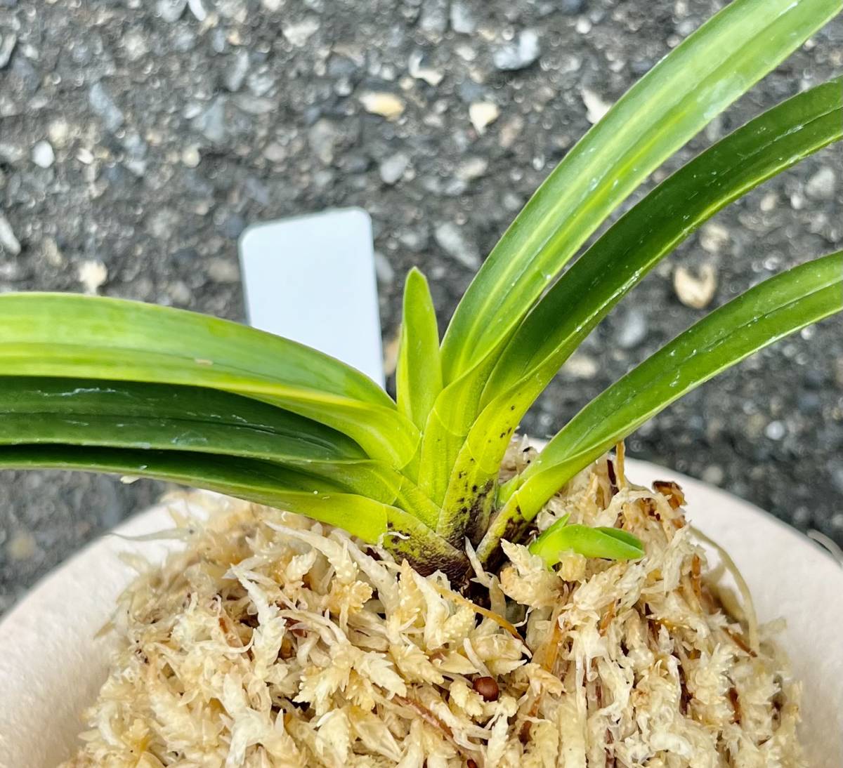 【迎春特別出品】富貴蘭「至楽」別格稀貴品 富貴蘭 宮崎県産山採り品種【南都牡丹】伝統園芸 東洋蘭 斑入り山野草