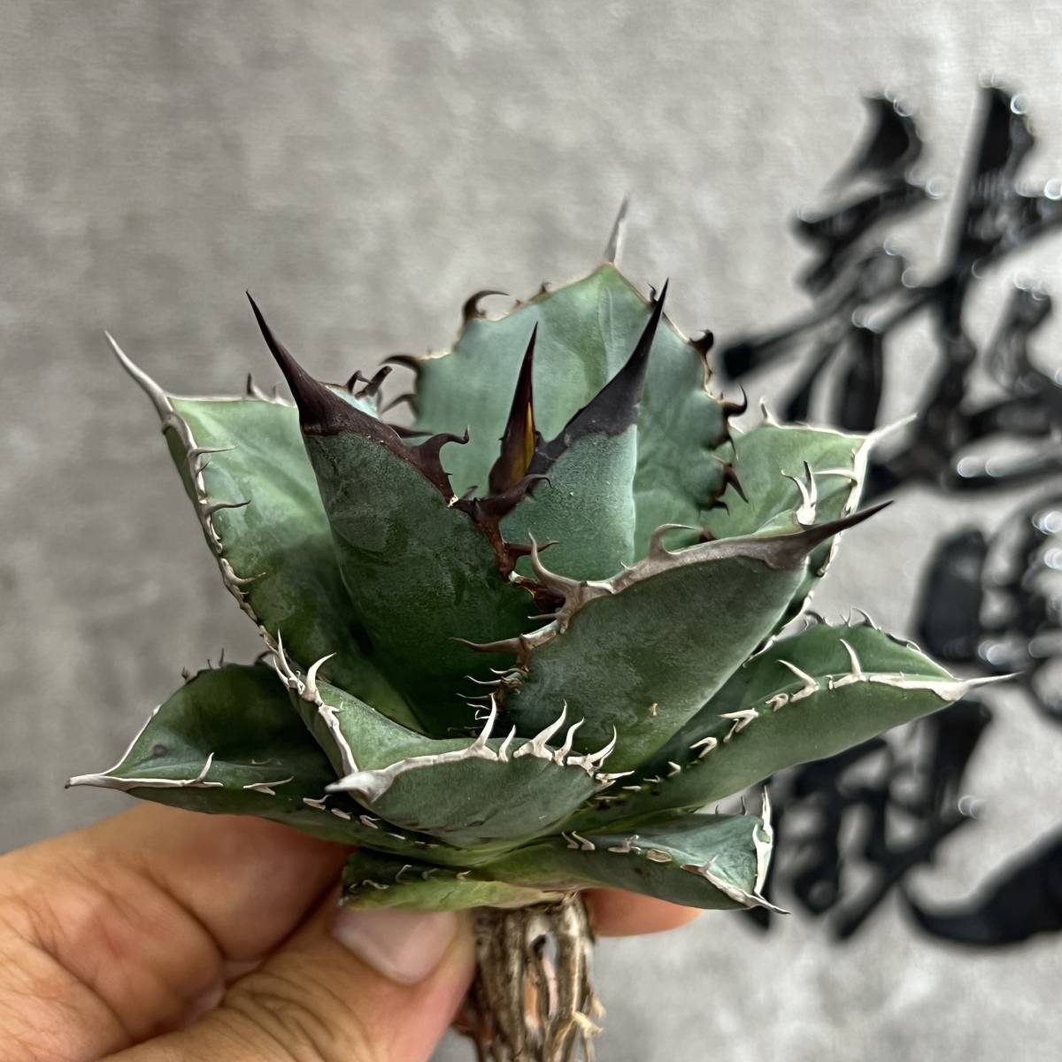 【龍園觀】①No.149 特選 アガベ 多肉植物 チタノタ 黑鷹 ‘Blackhawk’ 強棘 極上株