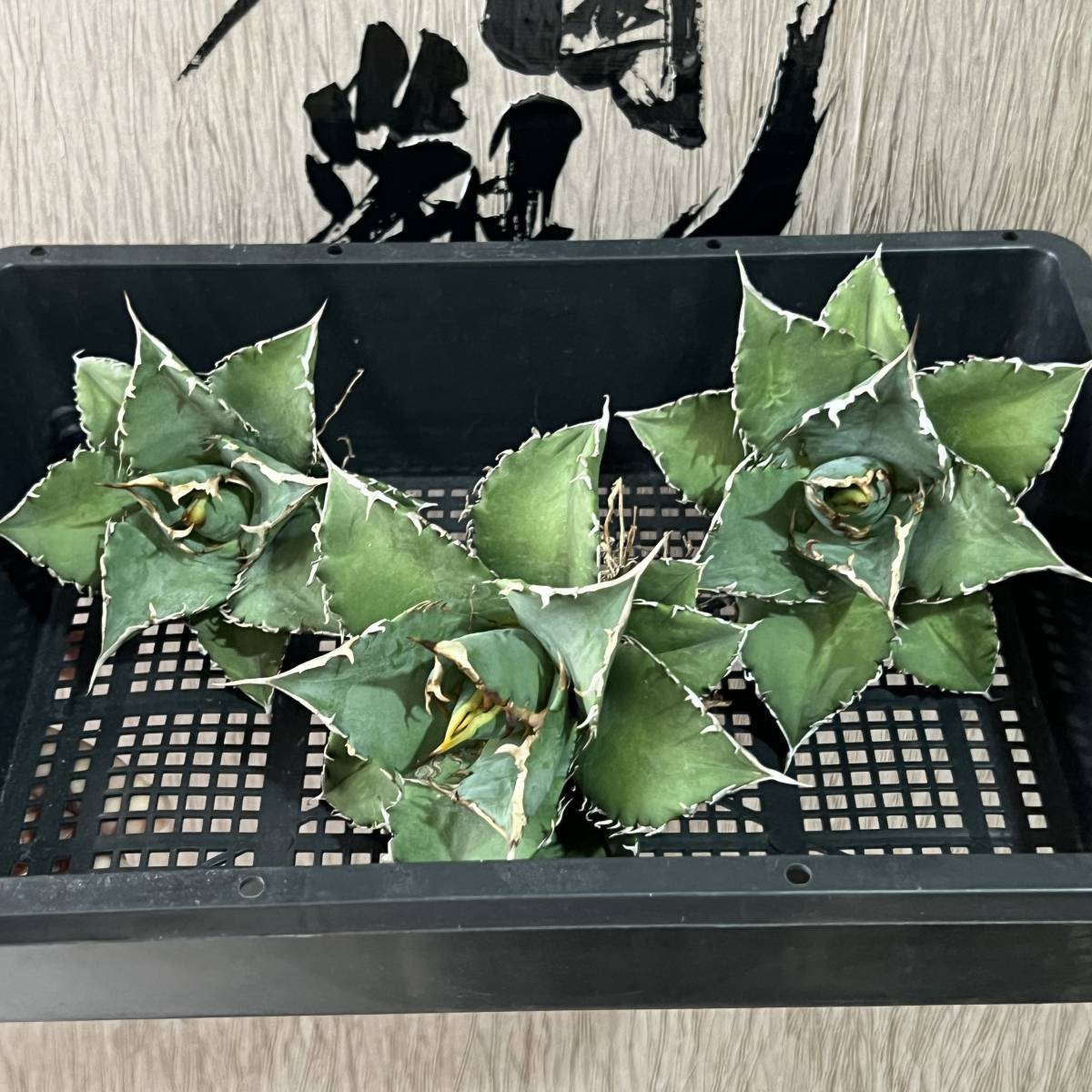 龍園觀】No.240 特選 アガベ 多肉植物 チタノタ 白鯨 福建白鯨 夕映 狂