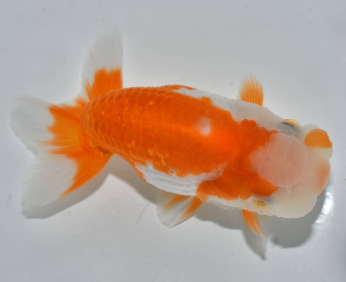 F R F 】】 引き取り限定！ トーワケミカル社製 FRP水槽 ①