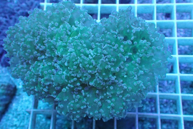 No.8 タコアシサンゴ 美個体|ハードコーラル ユラユラ系 アクアスタイルユー サンゴ 通販 販売 ユラユラ ASY