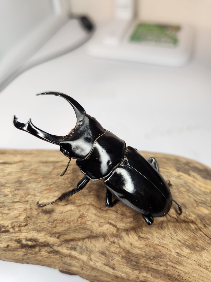 ネパレンシス♂62mmペア　ネパールコクワ【クワナチュラ】