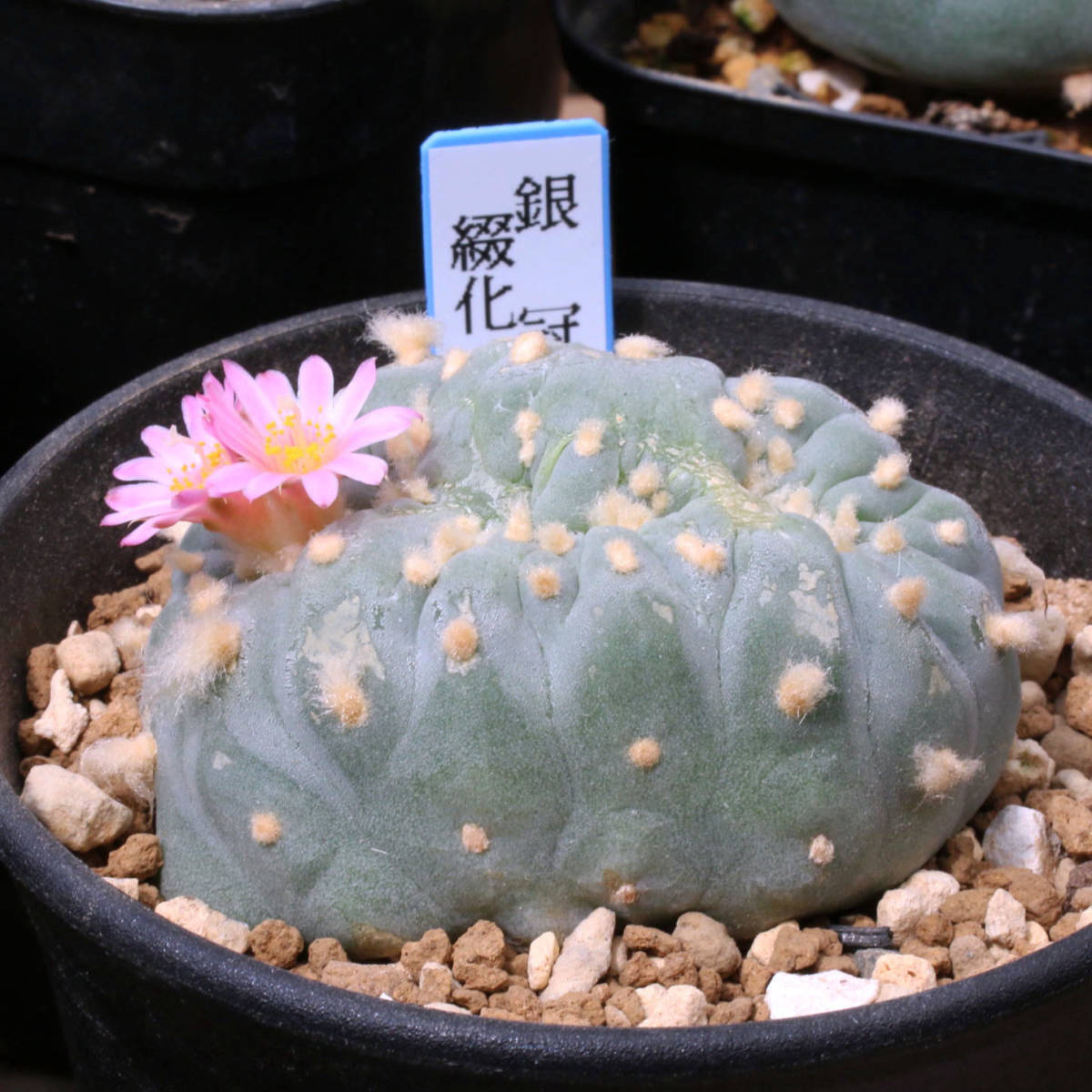 銀冠玉 綴化・モンスト 実生 銀冠玉 烏羽玉-2189